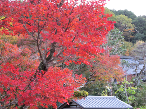 紅葉の見頃は11月10日～12月初旬です