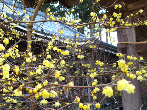 厳寒に咲く蝋梅は心に元気を与えてくれます。見頃　1月中旬～2月下旬。