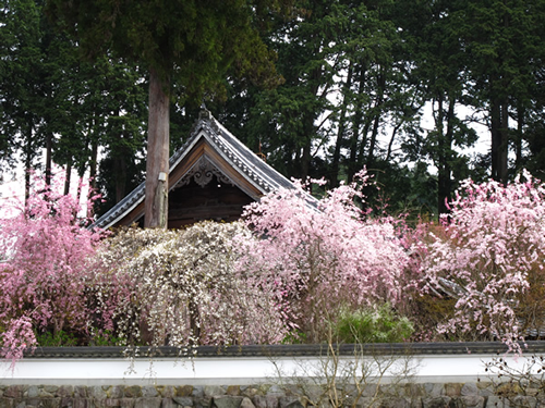 大石垣に咲くしだれ桜はえも言われぬ美しさです。