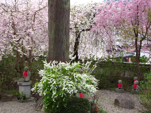 桜の見頃は4月8日前後です